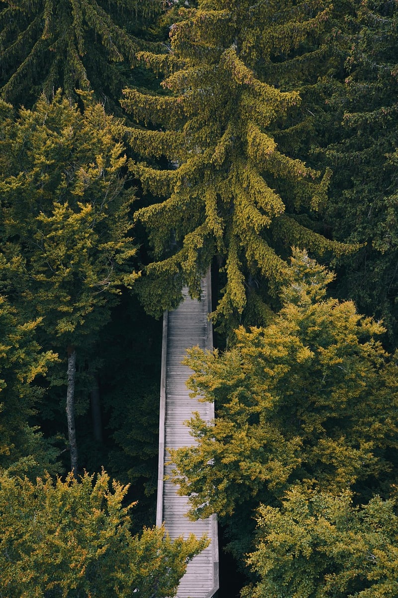 Mindful Steps